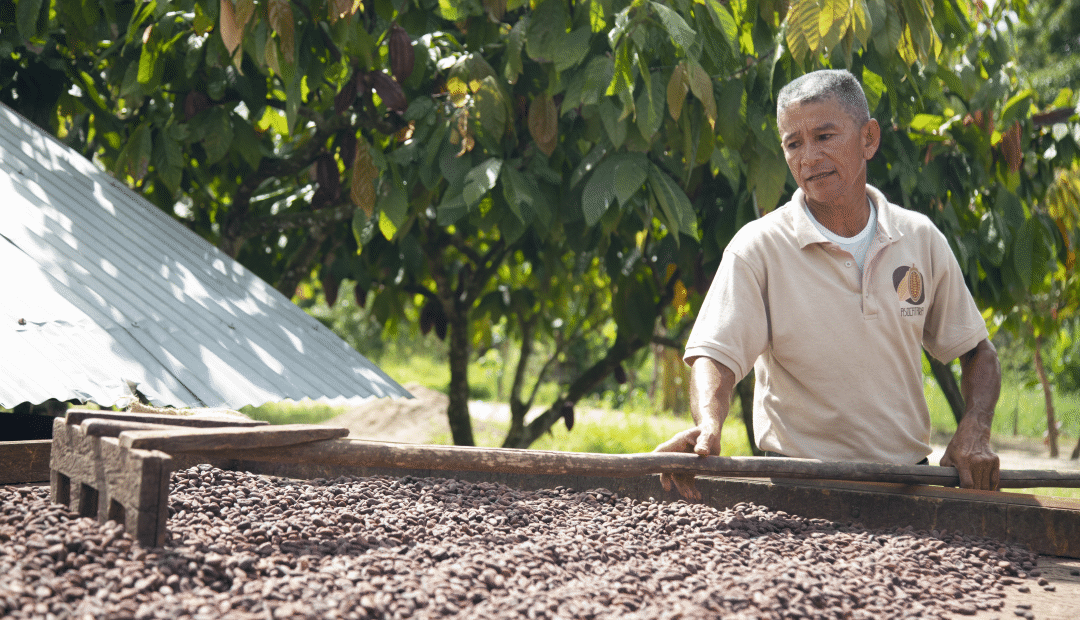 AGRICULTORES DEL HUILA HAN MEJORADO SU PRODUCTIVIDAD Y SE HAN FORTALECIDO GRACIAS AL  EFECTO CACAO.