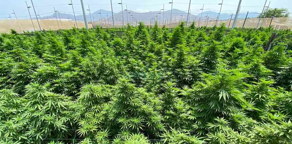 Uso de marihuana recreativa pasó el primer debate en el congreso.