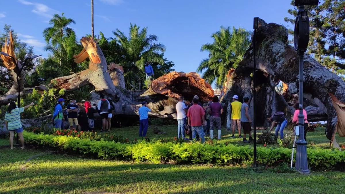 Se desploma la Ceiba de Gigante