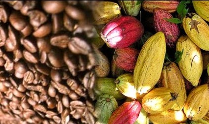 CAFÉ Y CACAO: La privilegiada posición geográfica del Huila ofrece ventajas para su cultivo.
