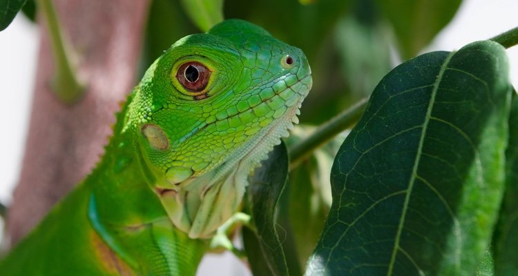 Plaga de Iguanas